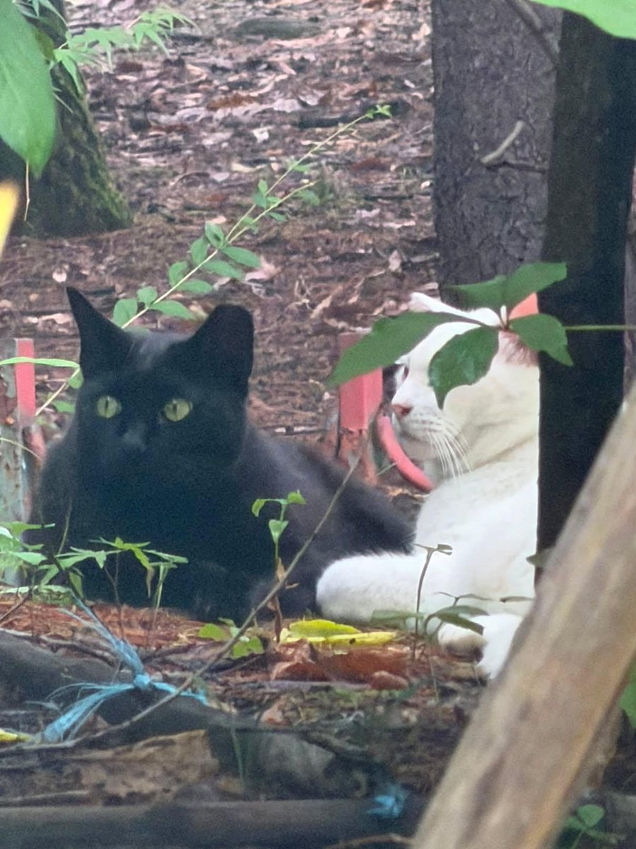 cyjglobal's tweet photo. [Instagram]

Youngjae IG broadcast channel 🤪 post: 🧵

🌙: There are cats at my workplace.

🌙: I gained happiness when going to work.

🌙: Hahaha ㅠㅠ Aren't they just so cute..

*May contain inaccuracies 🙏 

#Youngjae #영재 @ChoiArs_YJ https://t.co/U4heR05aSg