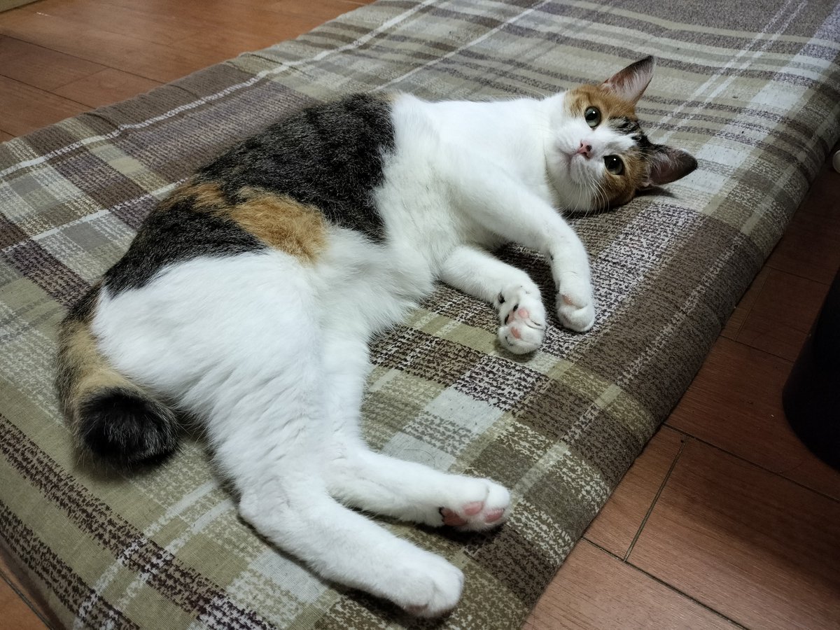 mikenekolala's tweet photo. きょうもいちにちふぁいとしたね！
おつかれさま！
にねんまえのきょうのらら！ https://t.co/4iyy1WyfOy
