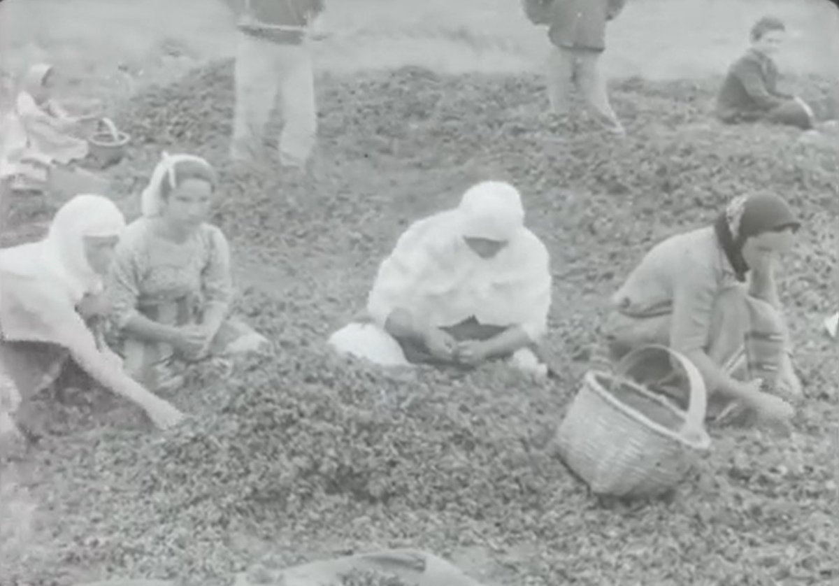ismailsen_1's tweet photo. Ordu'da fındık hasadı.
1964 yılında Kültür ve Turizm Bakanlığı Sinema Genel Müdürlüğü Film Arşivi tarafından hazırlanan film...
@FilmMirasimKTB 
https://t.co/HgBnC0PTQx https://t.co/a8U8jjfvl6
