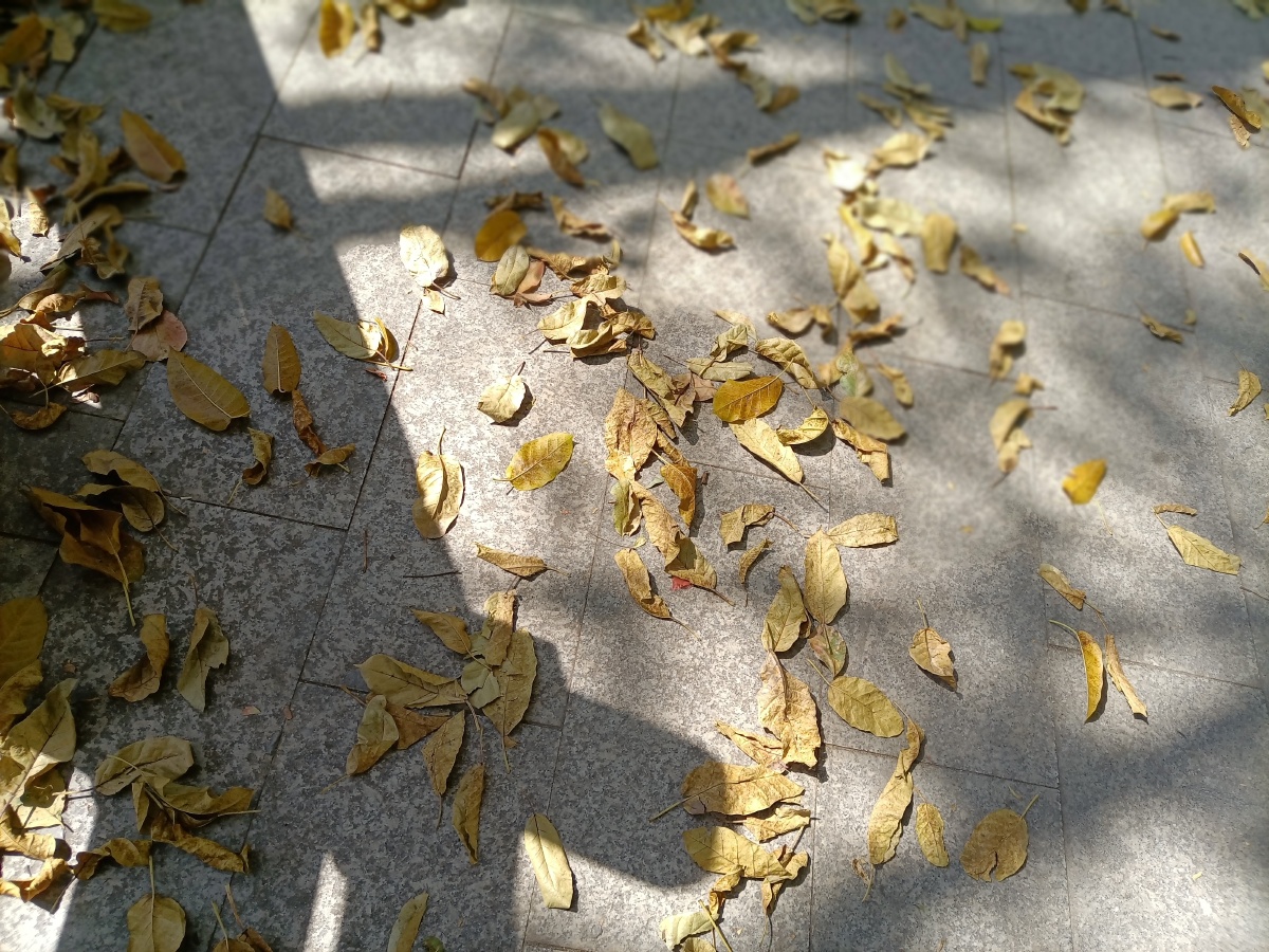 LucyLee48328754's tweet photo. 街头偶遇的秋日小确幸，风把香樟叶吹得打旋，连阳光都软乎乎的～， https://t.co/EWbZDBhEP3
