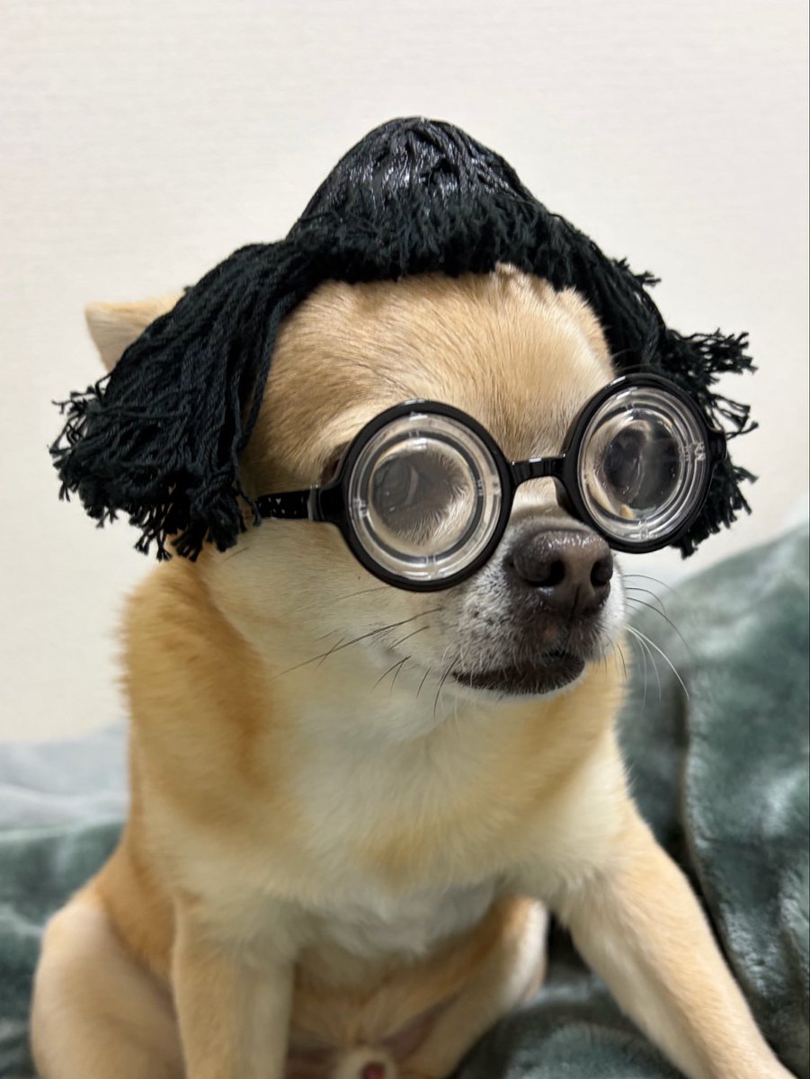 saypeace16's tweet photo. ピース君🐶
週末だじぇ〜〜〜🍾🥳🐶🎊🤩🐶🎉
やっぱ これが一番落ち着くわぁ😎🐶
※写真がちゃんと反映されてなかったみたいです。ごめんなさい🙇🏻‍♂️🐶 https://t.co/rerCOr1r6H