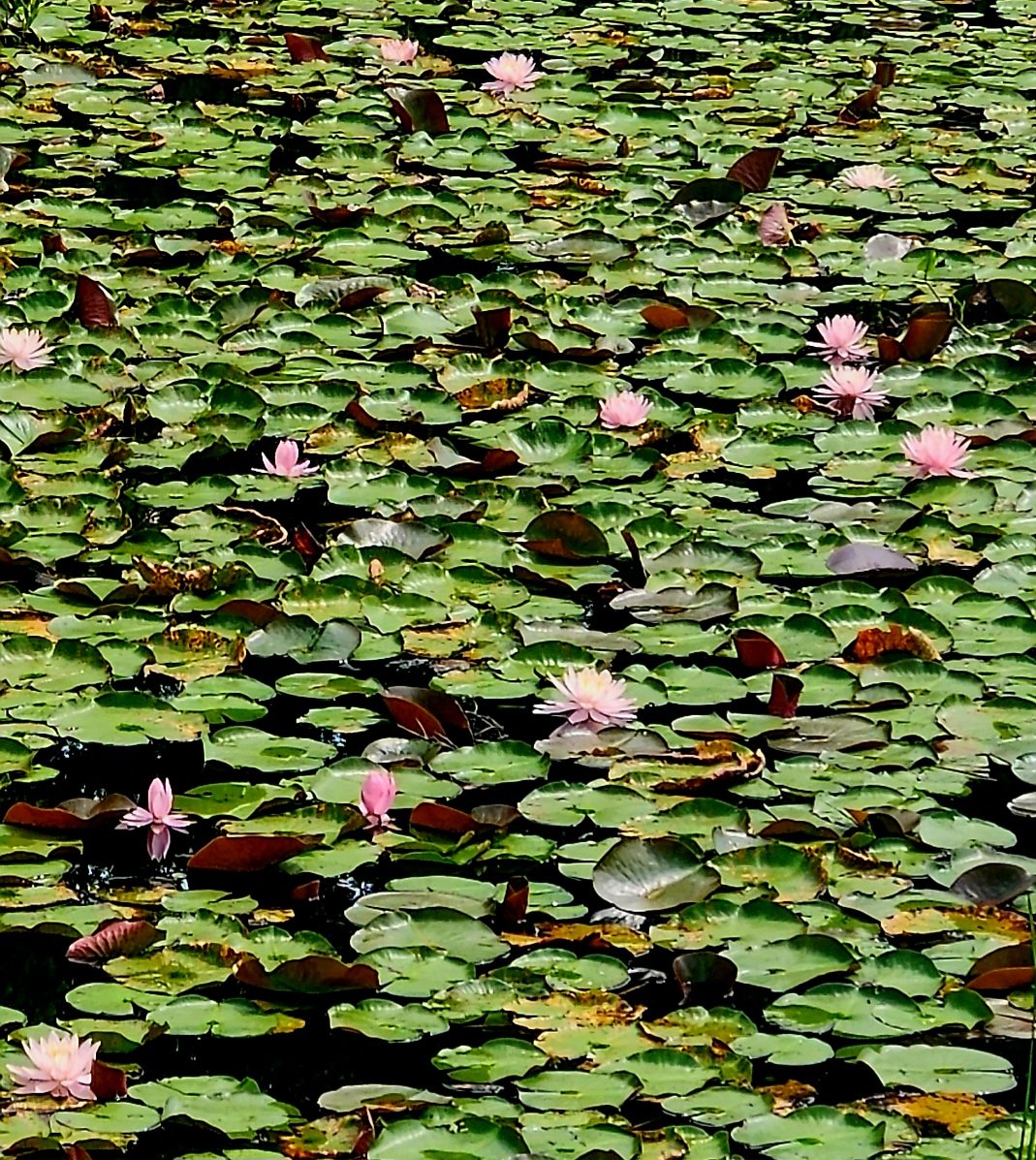 donna_mccance's tweet photo. #FunFriday
#ThePond
#NaturePhotography 

Meanwhile, the #WaterLillies continue to put on a show. #Nature's water garden! 🪷🪷🪷

Wishing you all a fabulous #Friday! It's already fabulous, cuz it's #Friday!
😃🙌

#WeekendVibes 💃 https://t.co/h1K0C8vuKo