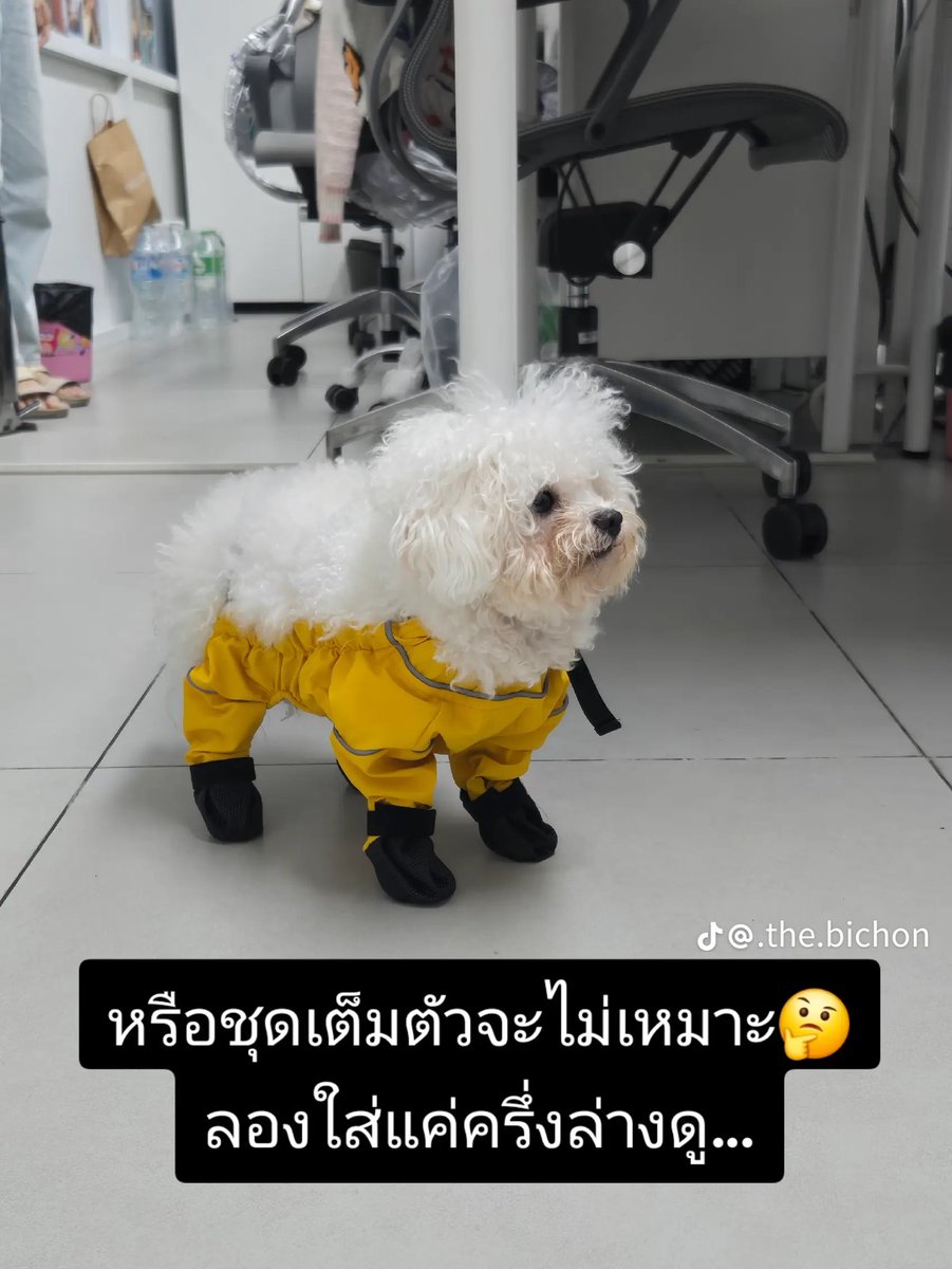Phibabe26's tweet photo. เอ็นดูคุณแม่ จองหมาที่เกาหลีพอส่งมาให้น้องไม่ตรงปก น้องน่าจะนั่งเครื่องบินมาไกล https://t.co/5we5B3RXWM