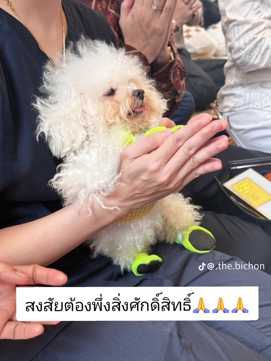 Phibabe26's tweet photo. เอ็นดูคุณแม่ จองหมาที่เกาหลีพอส่งมาให้น้องไม่ตรงปก น้องน่าจะนั่งเครื่องบินมาไกล https://t.co/5we5B3RXWM