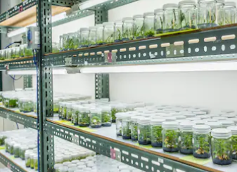 lifeasible's tweet photo. Plant Tissue Culture
Lifeasible, a specialized plant biotechnology company with forefront techniques and dominating markets around the world, provides customized plant tissue culture services.
https://t.co/31Me4gAzaA https://t.co/2SFjxpw4lq