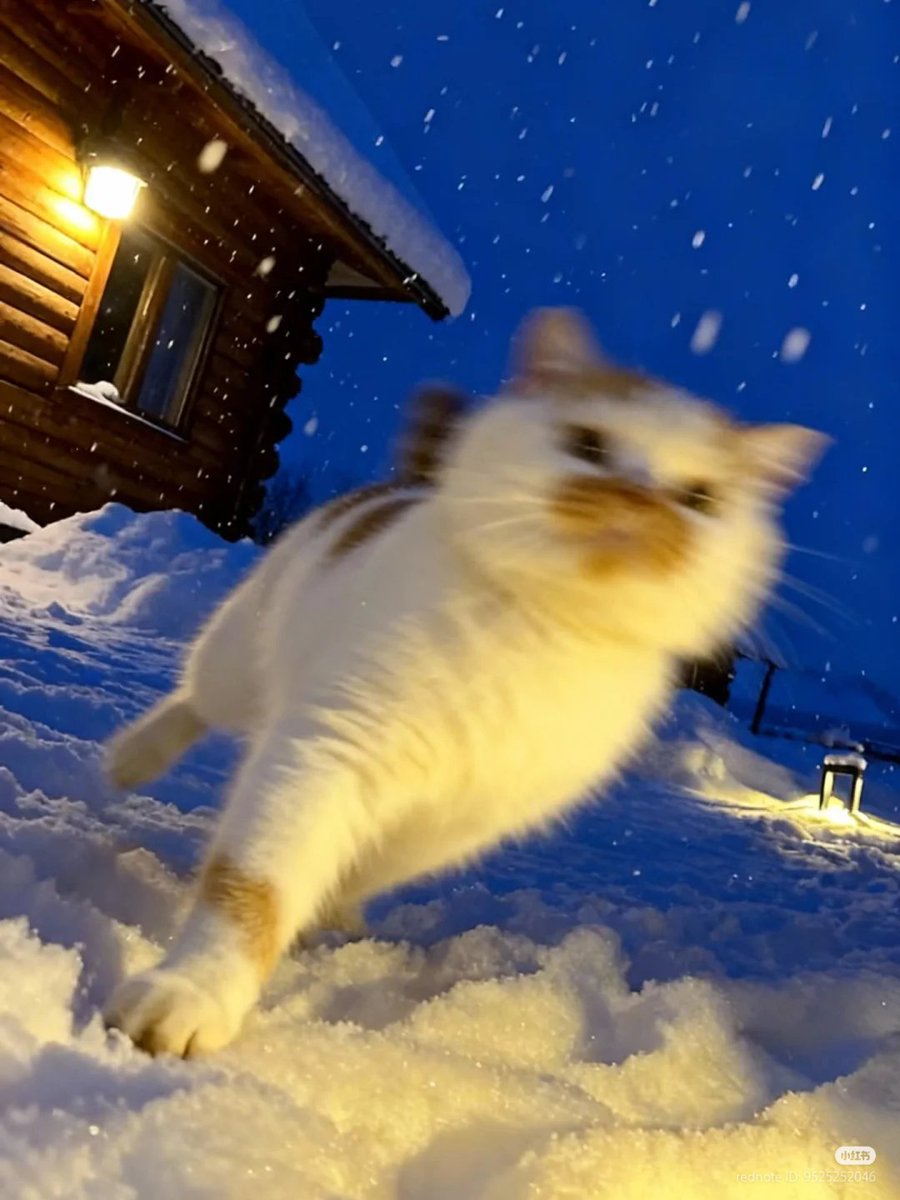 nocontextscats's tweet photo. weeeeeeee https://t.co/oCR4m23cgj