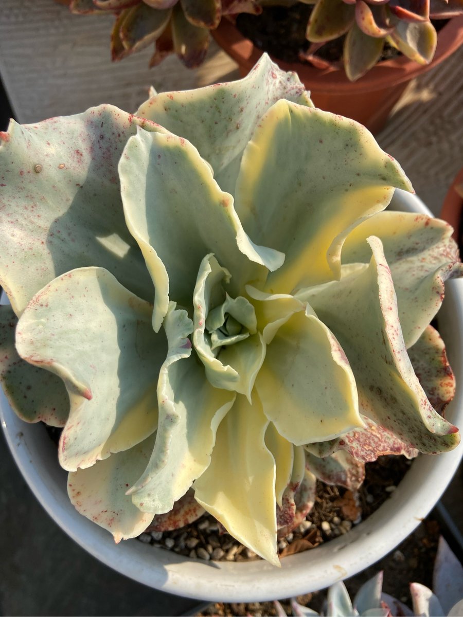 Lnack1's tweet photo. Just turned a plain mason jar into a cute succulent planter with cotton rope and acrylic paint—30 mins of DIY joy for my desk! https://t.co/iZKd7tS1fi