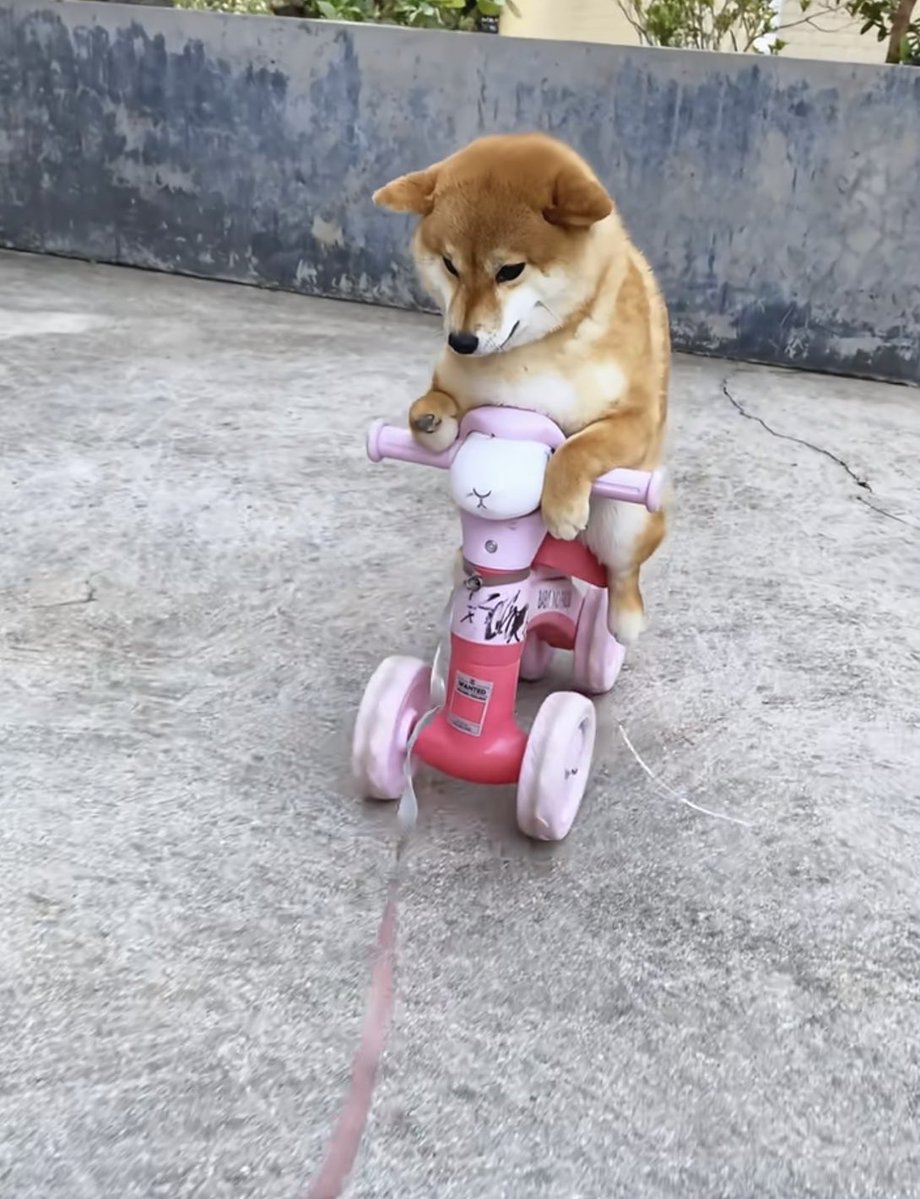 inu1st's tweet photo. 「実家の犬元気？」と母にラインしたら送られてきた写真 https://t.co/0GBKv27iEp
