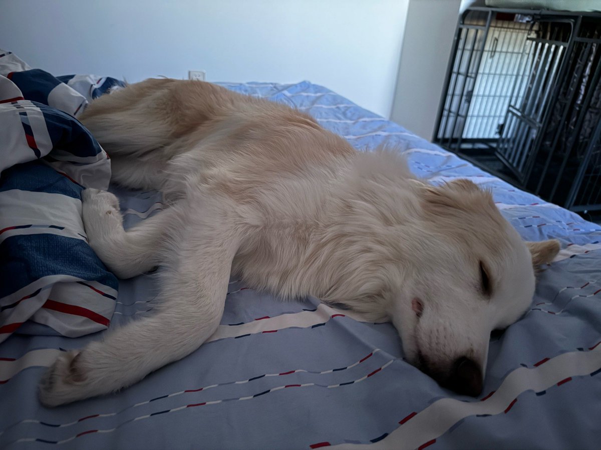 TonyFasano5's tweet photo. My sleepy fur baby curled up on my lap while I worked—this quiet Sunday with my rescue pup is exactly what I needed , https://t.co/NmqEfKp45W