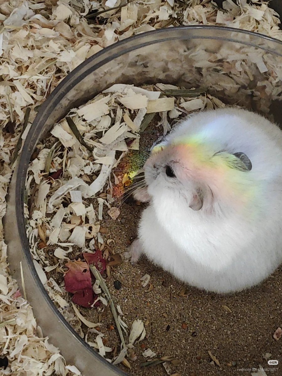 TweetsOfHamster's tweet photo. Rainbow Hamster🌈 https://t.co/zYaNmEQwbg