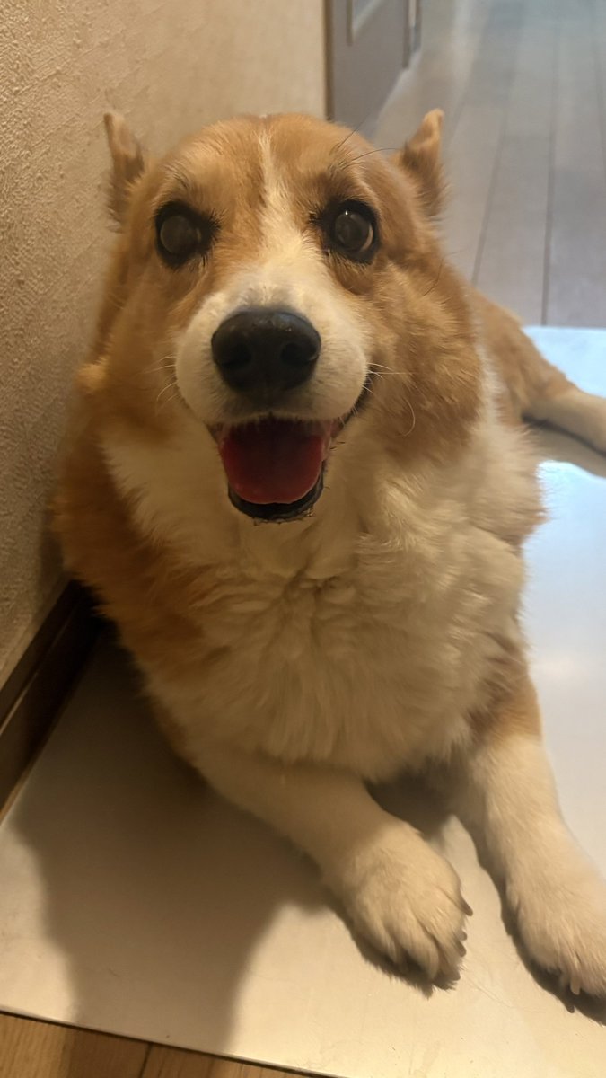 sabure11's tweet photo. 実家に帰ってだいぶ老いを感じた犬 https://t.co/6rsOTNzL9n