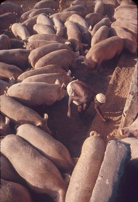 nwoko_greg62705's tweet photo. Some of my readings about history about Nigeria made me know this:

Biggest pig farm in Africa was opened in Kano in 1943:

Pigs were raised and fattened in Kano, then transported by rail to Apapa, Lagos, for processing.

The large pig farm in Kano was started in 1943 by Kalil Maroun, the founder of K. Maroun and Co. 

Purpose: Originally intended to supply pork to Allied forces and military bases during World War II.

By 1959, the operation fattened and shipped 36,000 pigs by rail to Lagos every month, totaling roughly 430,000 pigs per year.

Some historians regard the Kano pig farm as the world’s largest back then.