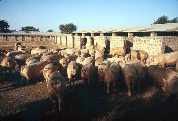 nwoko_greg62705's tweet photo. Some of my readings about history about Nigeria made me know this:

Biggest pig farm in Africa was opened in Kano in 1943:

Pigs were raised and fattened in Kano, then transported by rail to Apapa, Lagos, for processing.

The large pig farm in Kano was started in 1943 by Kalil Maroun, the founder of K. Maroun and Co. 

Purpose: Originally intended to supply pork to Allied forces and military bases during World War II.

By 1959, the operation fattened and shipped 36,000 pigs by rail to Lagos every month, totaling roughly 430,000 pigs per year.

Some historians regard the Kano pig farm as the world’s largest back then.