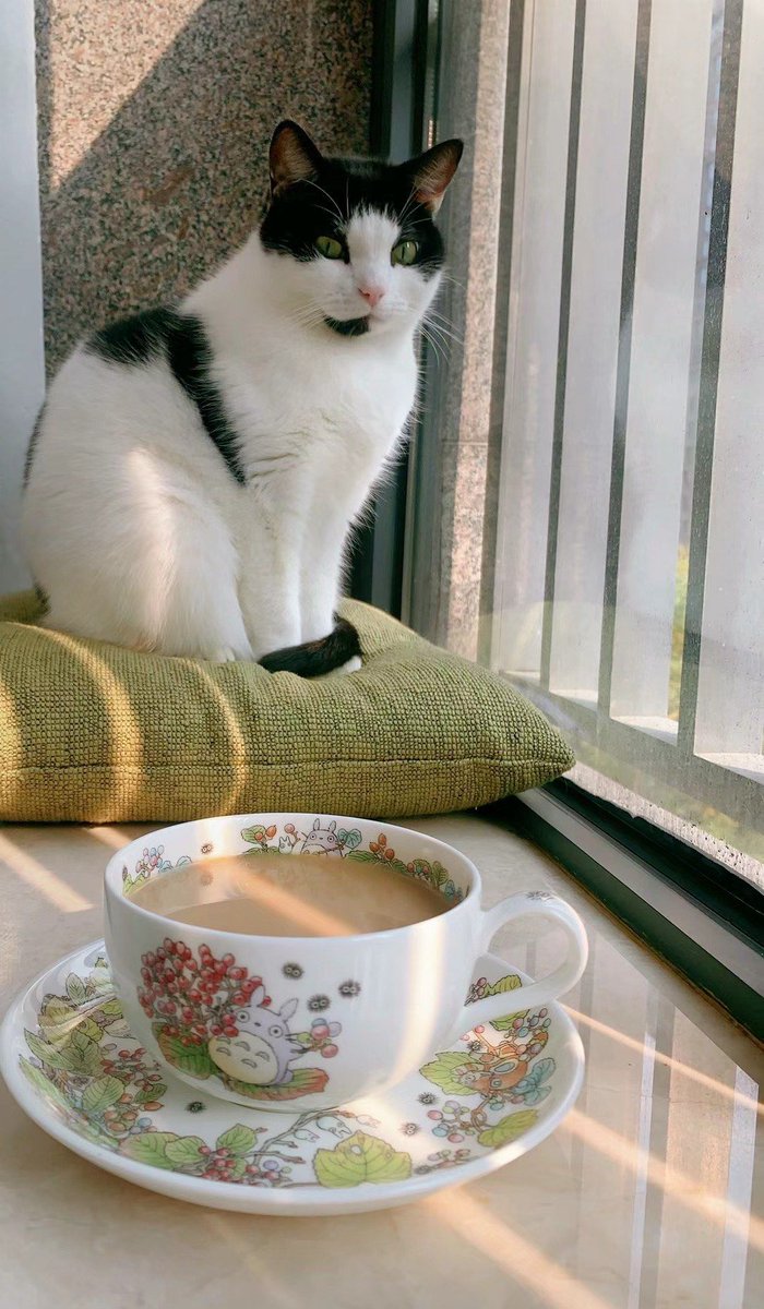 dickerson_mitch's tweet photo. Cozy rainy Sunday in: hot tea, a good book, and my fluffy cat curled up on the couch. Perfect little calm day at home. https://t.co/944rtVvcCA