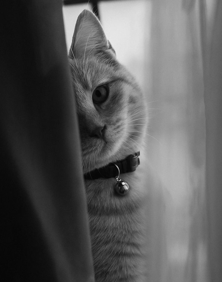 DailyCatsX's tweet photo. https://t.co/SnzLmXxCEk