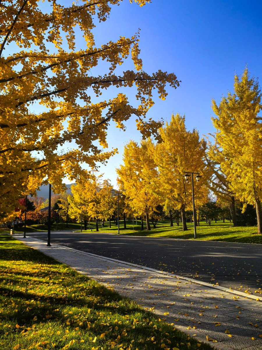 AMaLMUSTaFa12's tweet photo. Golden autumn breeze, crisp air, and fallen maple leaves underfoot  Fall vibes are here to warm up this lovely weekend! https://t.co/P0QTxVZlUC