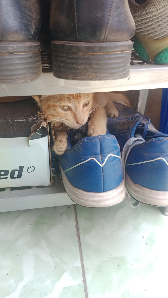 Bayqizo's tweet photo. Ternyata nyempil disini 👀 https://t.co/5ZpSrctawY
