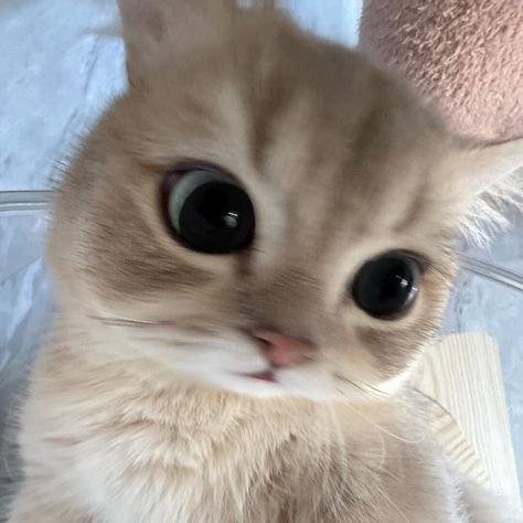 CuteCatsMagic's tweet photo. https://t.co/ia9wLPgfdg