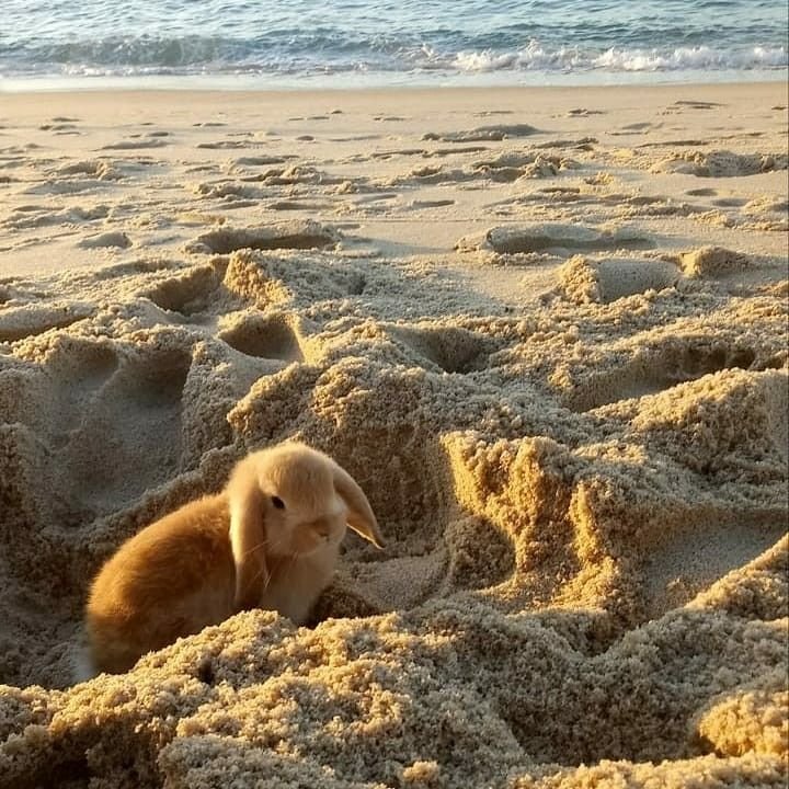 popularrabbit's tweet photo. Bunny playing in Sand https://t.co/uxmFVtwgCO