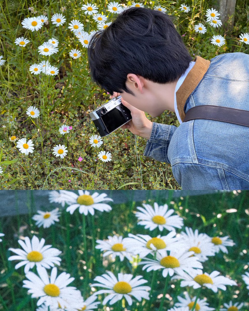 colattie's tweet photo. “daisy means eternal love and unchanging heart” https://t.co/i0r6MclrkD