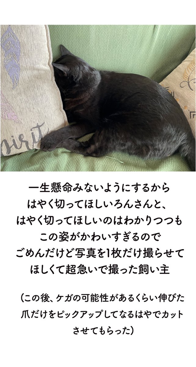 bou128's tweet photo. 「見ないようにするから早く爪切って…」と震えているねこの絵日記です🎐（単行本5巻収録）
まだ夏休み気分に浸りたいので絵日記を投稿します😺 https://t.co/LGxv2LflIm