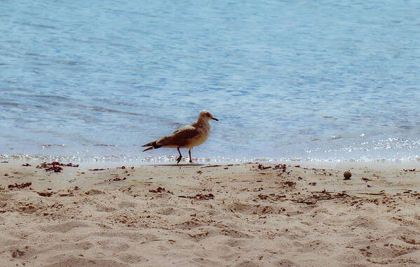 HurmerintaArt's tweet photo. A Young Sea Gull Enjoys The Beach Time. #hazyday #summerday #gull #beachtime #sandybeach #sea https://t.co/MT5niss1Fh https://t.co/ATp8H0aGpZ
