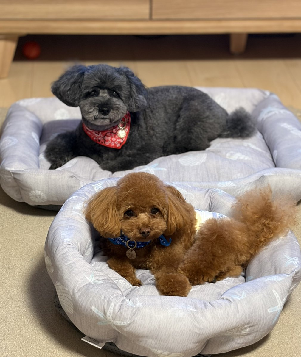 mocomoco161108's tweet photo. トリミングから帰ってきたモコサムお疲れ様〜💖
スッキリさっぱりしたね👍
トリマーさんいつもありがとうございます😊
おうちでくつろいでます😅 https://t.co/1KDFMpHOXL