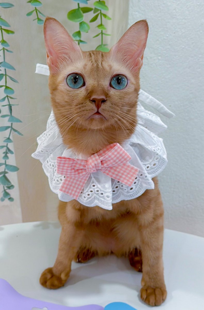 Minbeer28032539's tweet photo. ที่เห็นตอนนี้ก็คือท่านหญิงมาเมลแห่งบ้านMalonthecats @_DNVP2_ https://t.co/pRRus1rWRL