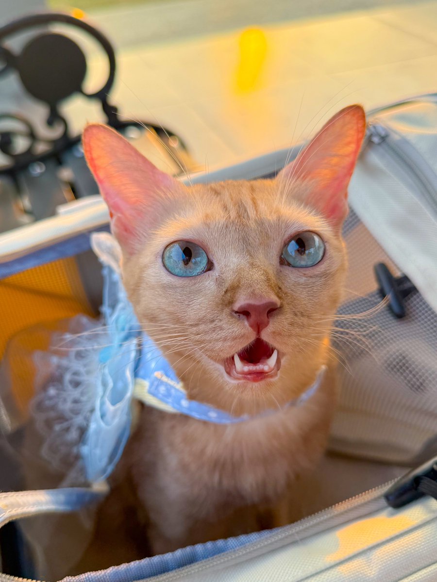 Minbeer28032539's tweet photo. ที่เห็นตอนนี้ก็คือท่านหญิงมาเมลแห่งบ้านMalonthecats @_DNVP2_ https://t.co/pRRus1rWRL
