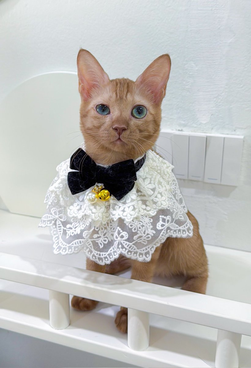 Minbeer28032539's tweet photo. ที่เห็นตอนนี้ก็คือท่านหญิงมาเมลแห่งบ้านMalonthecats @_DNVP2_ https://t.co/pRRus1rWRL