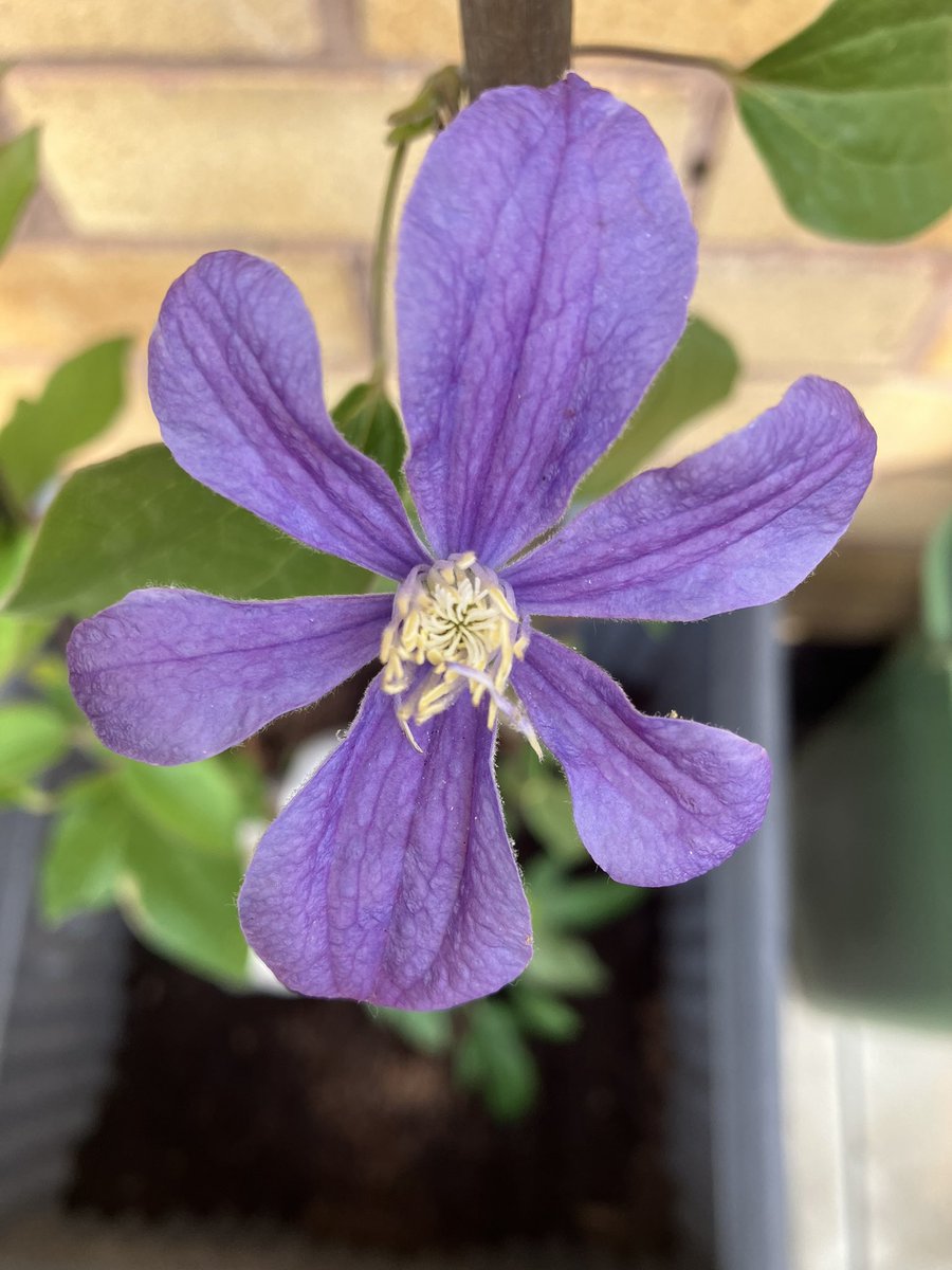 emilyedwards349's tweet photo. Despite the hot weather and now the rain this clematis is still going strong
#FlowersForFriday #Clematis #nature #WritingCommunity #FridayThoughts https://t.co/eZfLiCbzK3