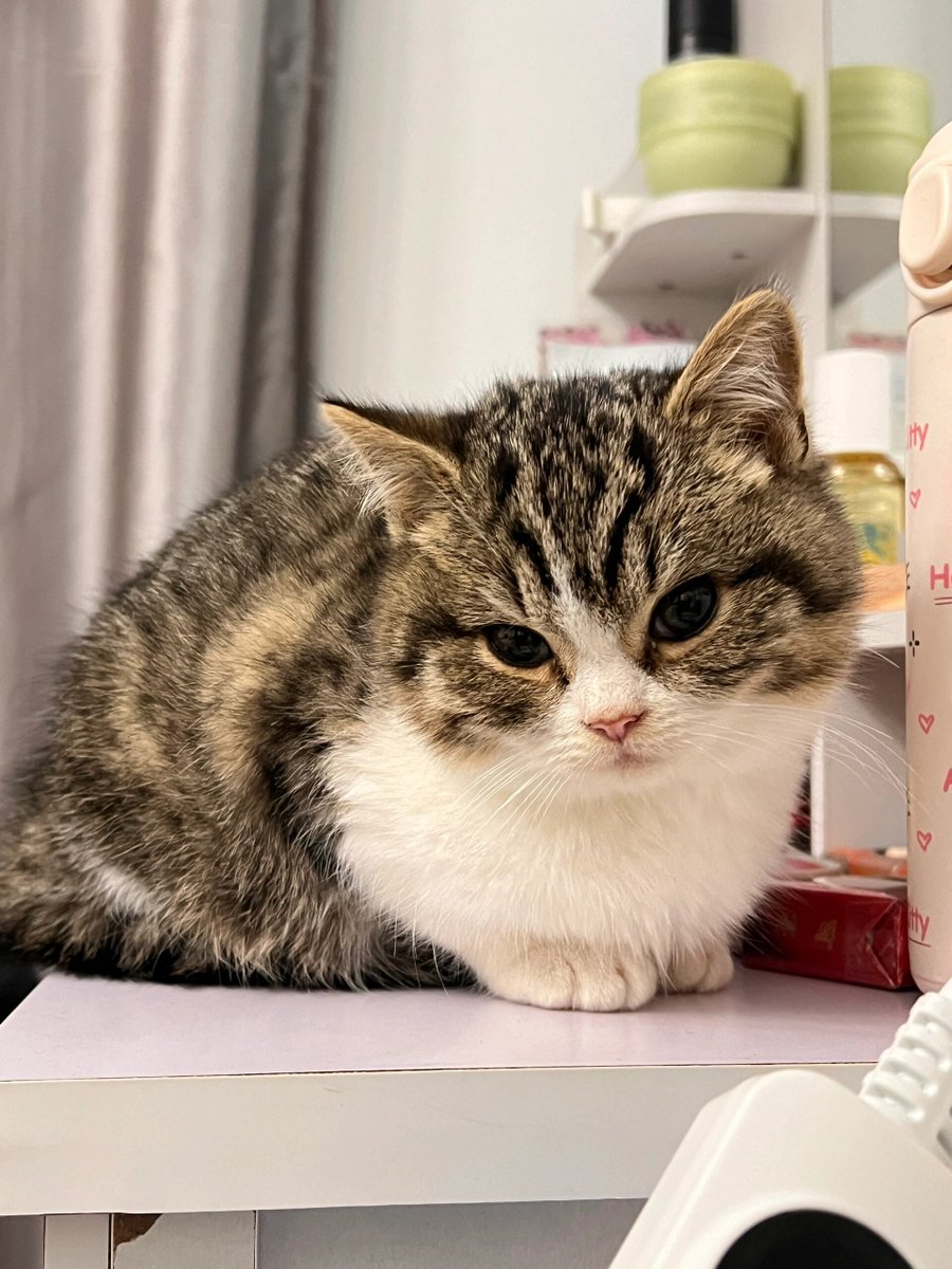 elliemappxx's tweet photo. My tiny fur buddy just curled up on my lap, melting all my midweek stress into purrs u0026 snuggles. No better therapy than a wet-nosed cuddle from my best friend https://t.co/CAlhj1Lg25