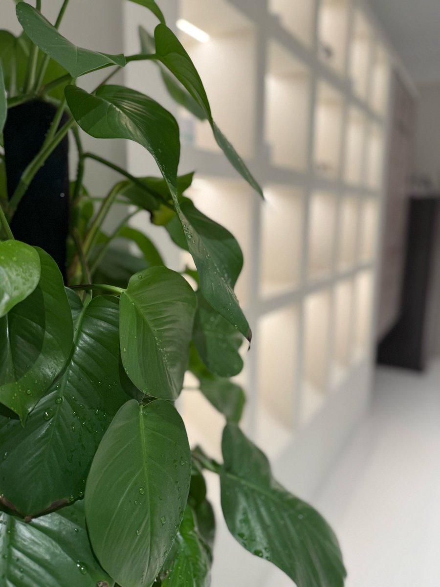 doogah_s's tweet photo. A quick green tip: Wipe your houseplant leaves with a damp cloth every 2 weeks, it removes dust to let in more sunlight and keeps your foliage lush u0026 happy! https://t.co/2IosofQrdR