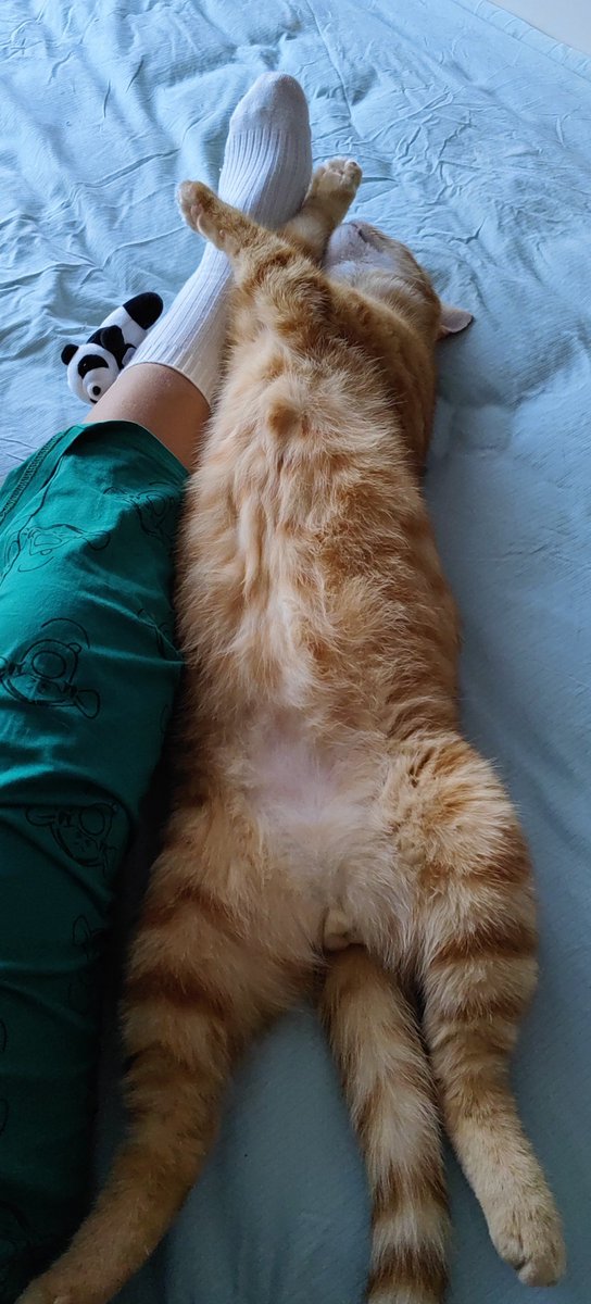 eduardo_ad23's tweet photo. [My rescue cat spent the whole workday curled on my lap—today’s win is just this quiet, warm purr ] https://t.co/LI7djZfSei