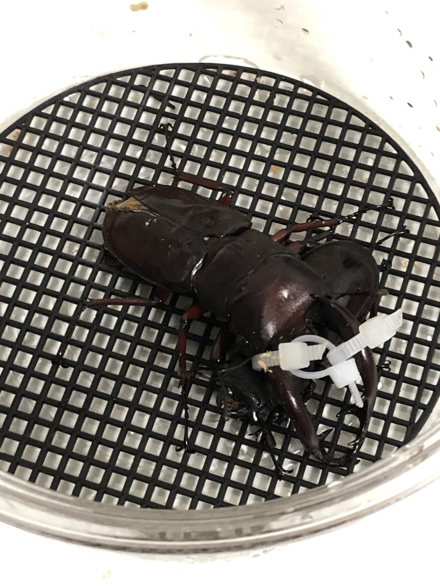 kanatabeetle's tweet photo. 諸々のクワガタのペアリングをば

プリンカップにこういうの敷いてやるのが一番楽説ありませんか😁 https://t.co/Cm431f3eby