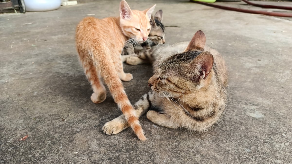 rigussireamnb's tweet photo. Just spent 20 mins feeding stray cats on the way home—nothing beats the soft purrs and tiny noses brushing my hand. My heart’s full, simple joy hits different! https://t.co/77nCsT2PcB