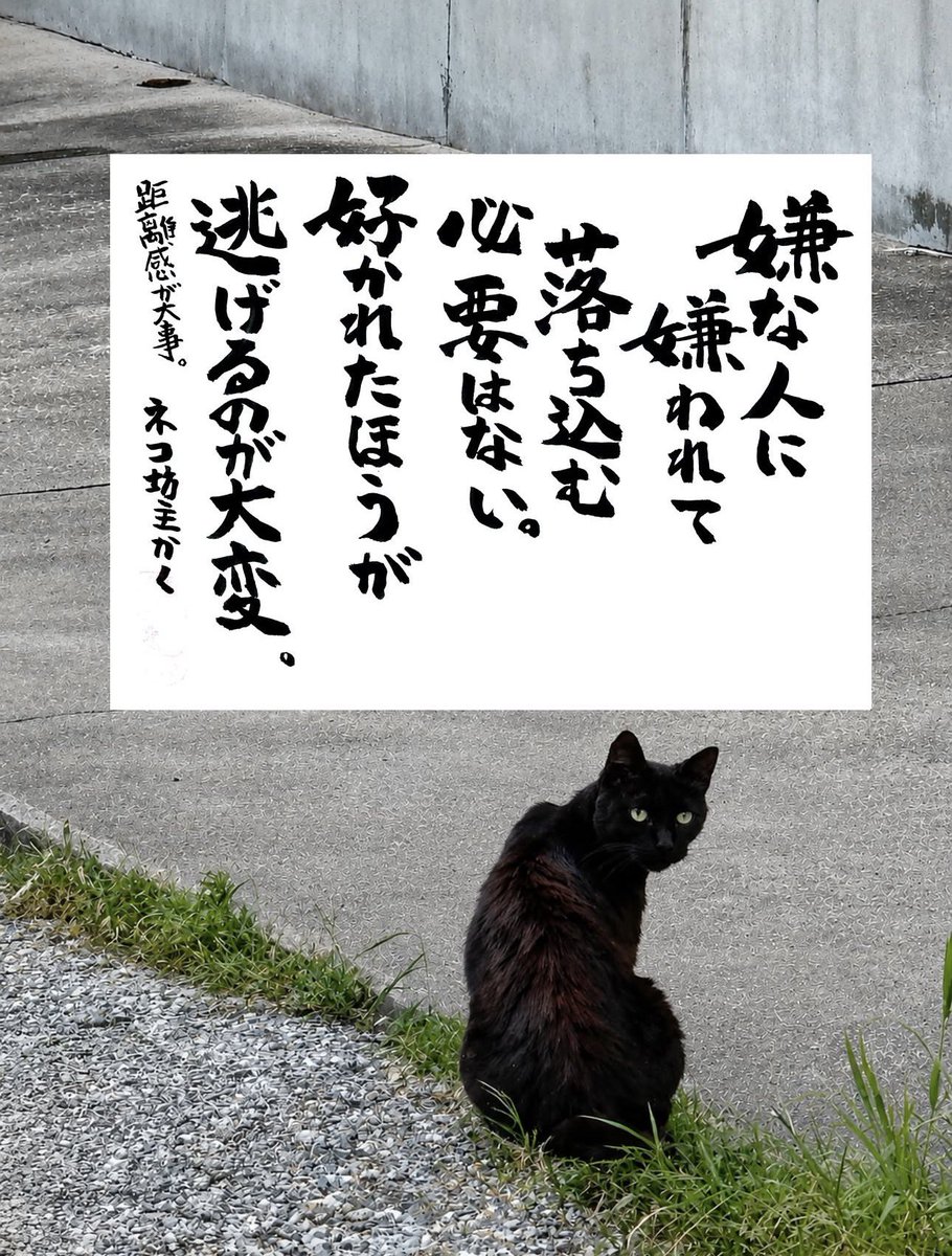 yabumoto610's tweet photo. ネコさんから人間さんへ今日の一言 https://t.co/nxzsIkgjEm