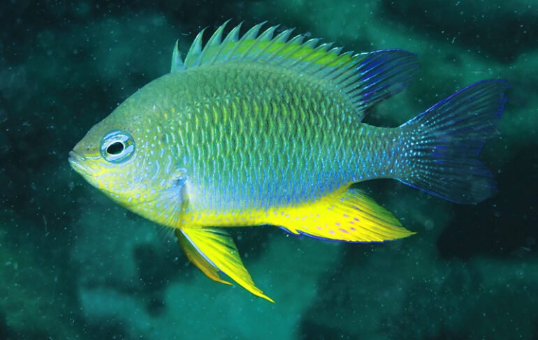 thistlynn's tweet photo. @D87501Dei OMG How did I forget about pufferfish!!!?! I was originally thinking of Damselfish bc of the colors but pufferfish would be so fun too! https://t.co/Lb89skrZ8Y