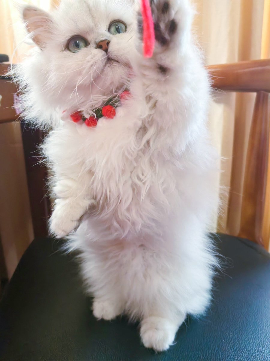 jayson_deemal's tweet photo. Just finished this cute hand-knit cat toy for my fur baby—tiny, soft, and already chewed on! https://t.co/opqNAhIPwt