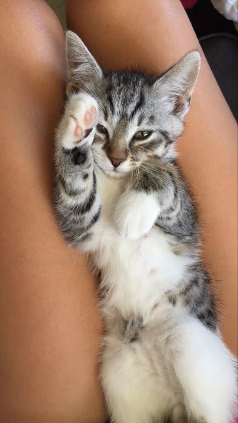 7f69n4sgbs's tweet photo. çok tatlı 😍😍😍 https://t.co/5RlJtuxROl