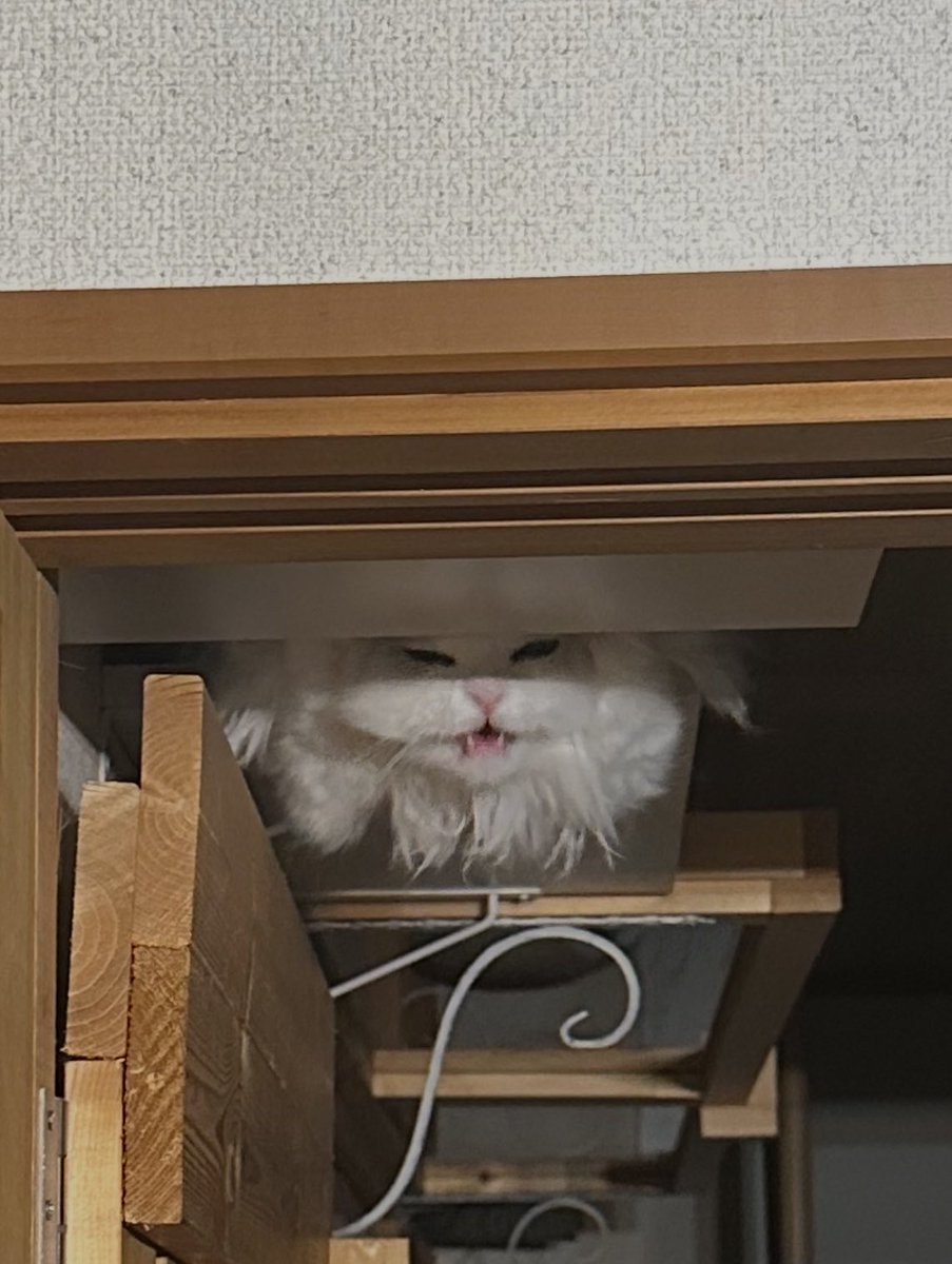 NEKOLAND13's tweet photo. 帰宅後の出迎えが妖怪過ぎて変な声出た https://t.co/NIxCqK2JMQ