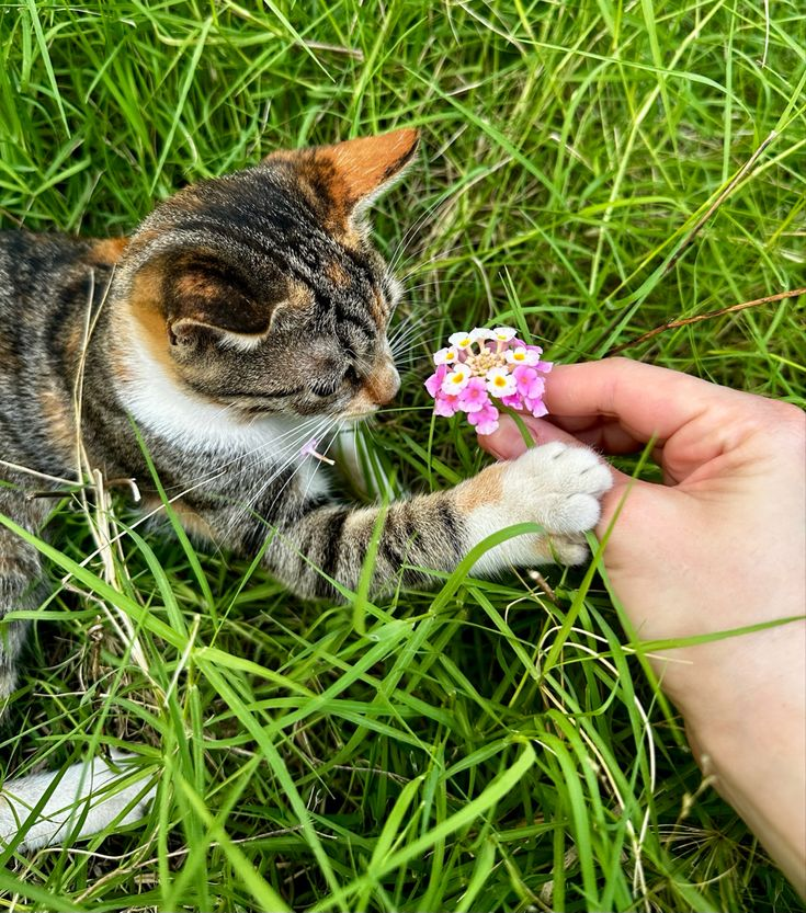 milose28468's tweet photo. A tiny moment of love flowers and pure sweetness 🌸🐱🤍
Sometimes the simplest moments make the most beautiful memories ✨
#CatLove #CuteCat #SweetMoments #NatureLovers #GoodVibes #XBoost https://t.co/IfQBkqKbYL