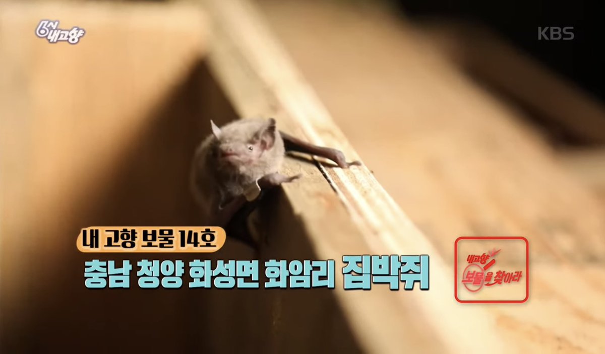Dianathepink's tweet photo. 한국 집박쥐 https://t.co/6oR9YOUMot