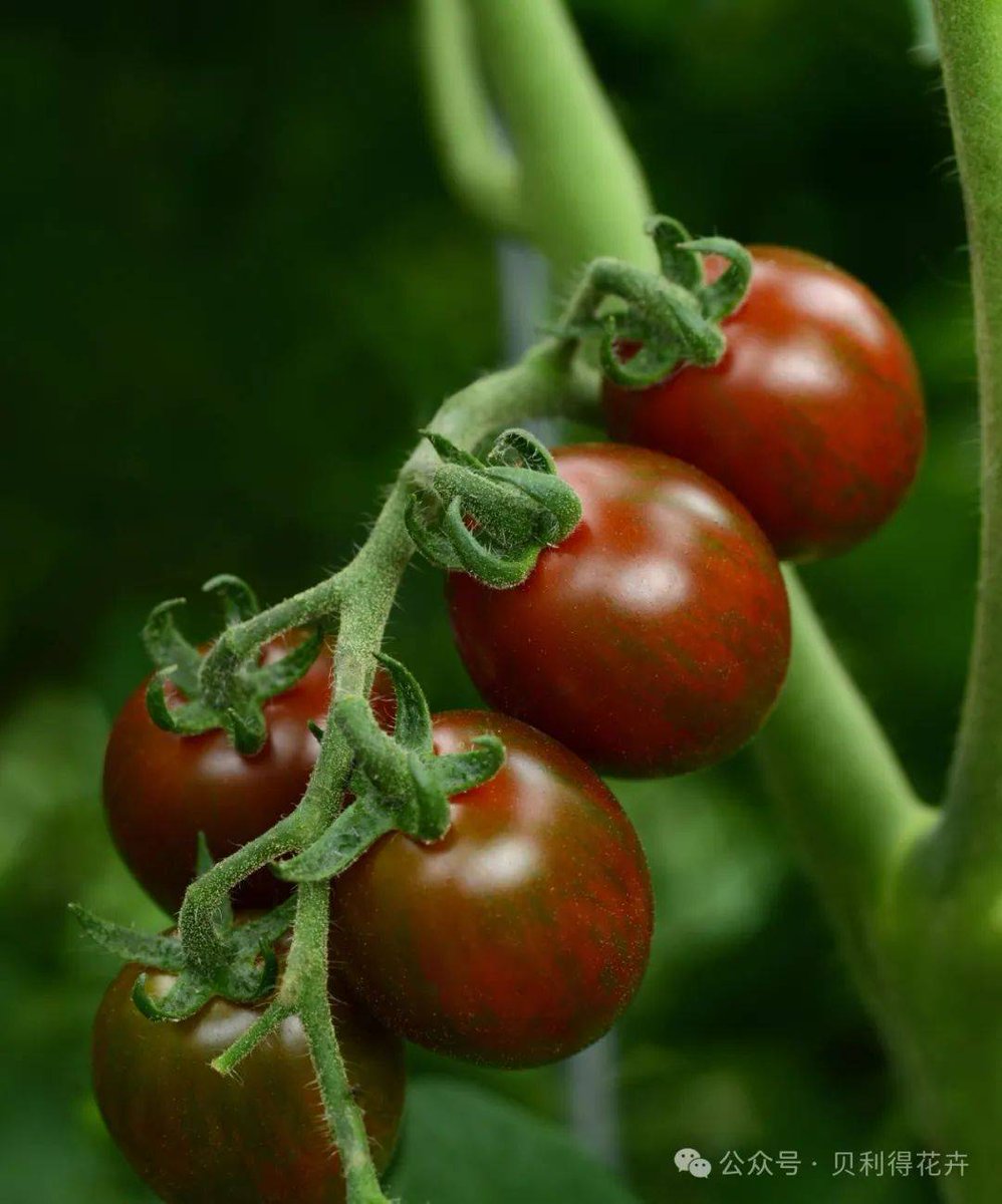 rodderz23's tweet photo. [Just tried the new organic cherry tomatoes! Juicy, sweet, and zero weird aftertaste—perfect for salads or snacking. A definite win for fresh produce lovers  #FoodReview #FreshEats]， https://t.co/g5oZyX01oA