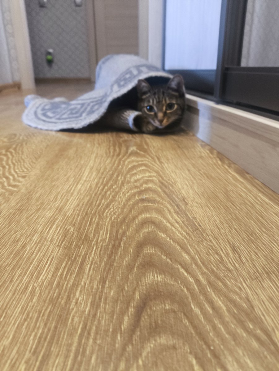 Yongarmyman's tweet photo. @spiderrrisha Чекайте дурачка моего. Зовут Симба. Интеллекта ноль. Адекватности ноль https://t.co/F9P1vgU62q