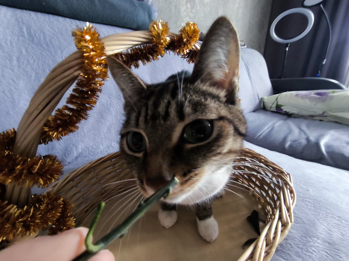 Yongarmyman's tweet photo. @spiderrrisha Чекайте дурачка моего. Зовут Симба. Интеллекта ноль. Адекватности ноль https://t.co/F9P1vgU62q