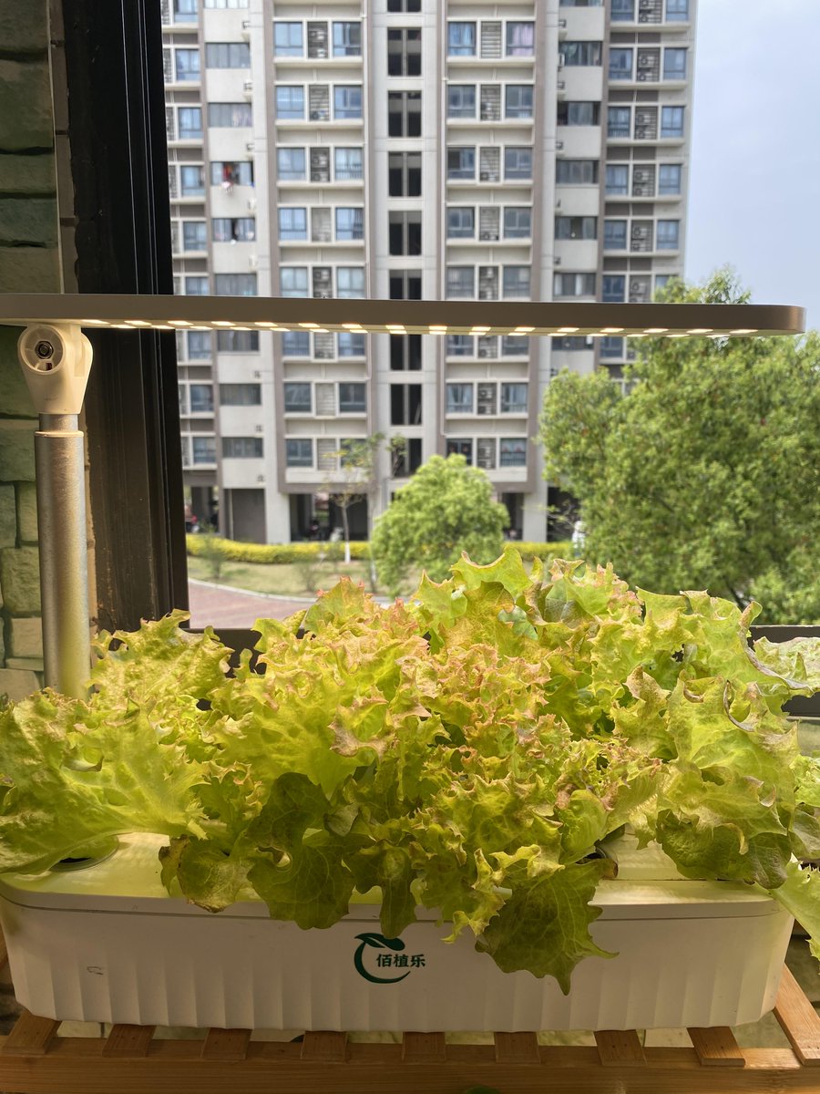 CadoraF's tweet photo. Just swapped my 9-to-5 desk for a balcony garden—growing tomatoes and peace. Small wins hit different! https://t.co/GojepZ0GgI