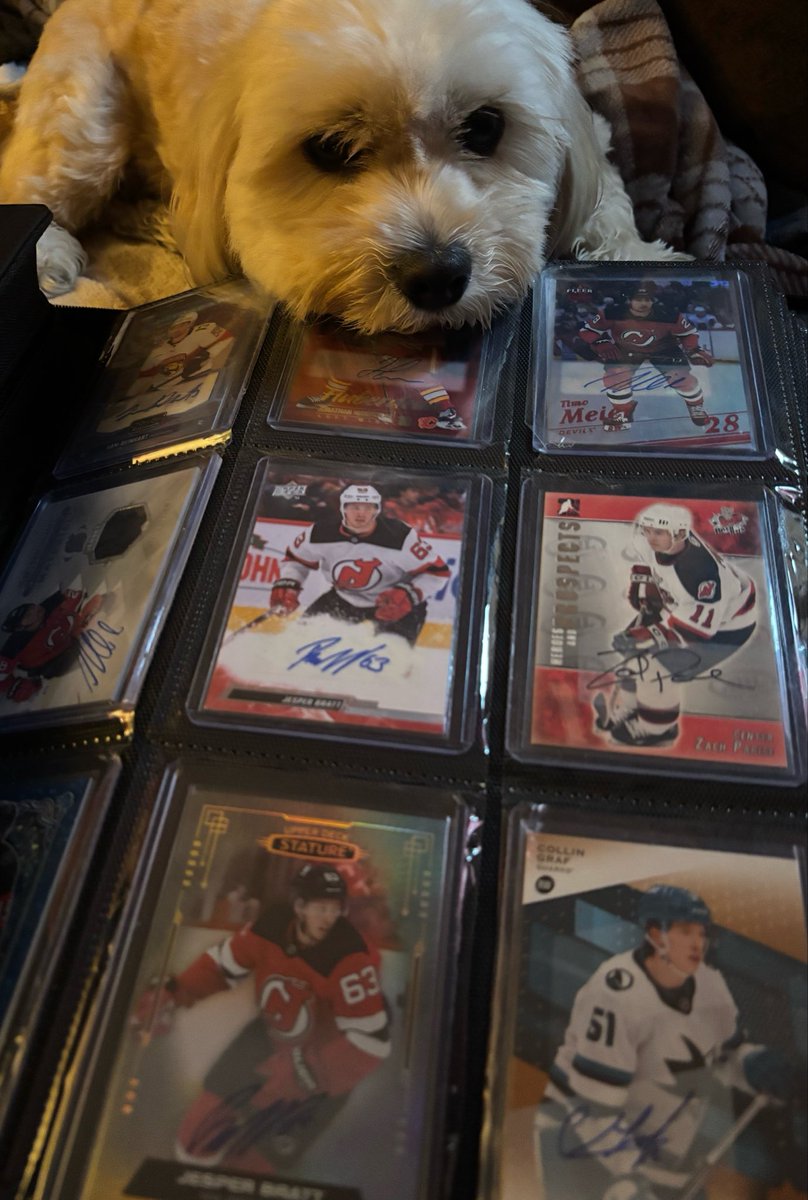 NJDevilDogs's tweet photo. Trying to lowball this idiot on a few low numbered Autos. Maybe he’ll take the bait! 
#RescueDogs #NHL #NJDevils https://t.co/7C4Jnv1H8M