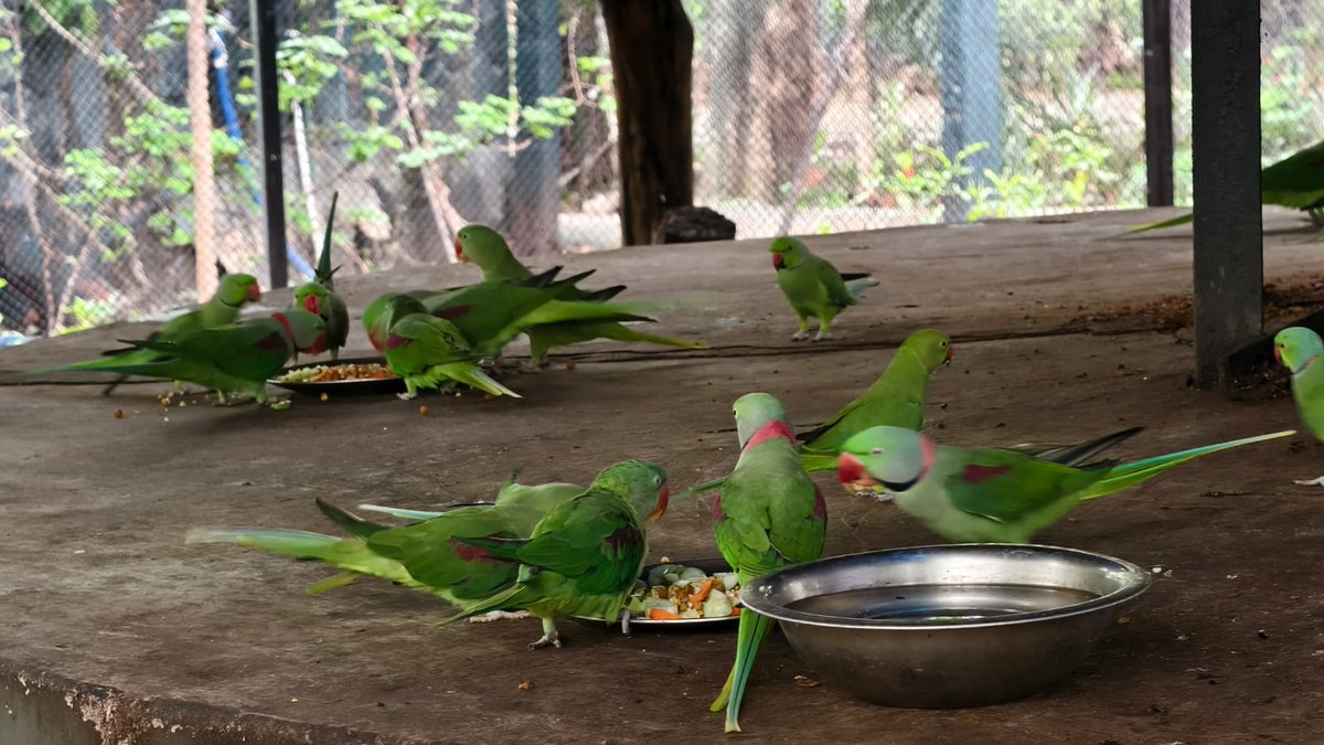 HirakudDFO's tweet photo. From vibrant cockatiels to lively green parakeets, Sambalpur Zoo comes alive with colour, energy and the cheerful sounds of birds.
A beautiful glimpse of the feathered residents enjoying their day in a natural and enriching environment.
#hirakudwildlifedivision #sambalpuri #SambalpurZoo #ZooLife #BirdsOfSambalpur
@ForestDeptt @pccfodisha @PCCFWL_Odisha @odisha_tourism @Happy_Bargarh @SSpotlight18834