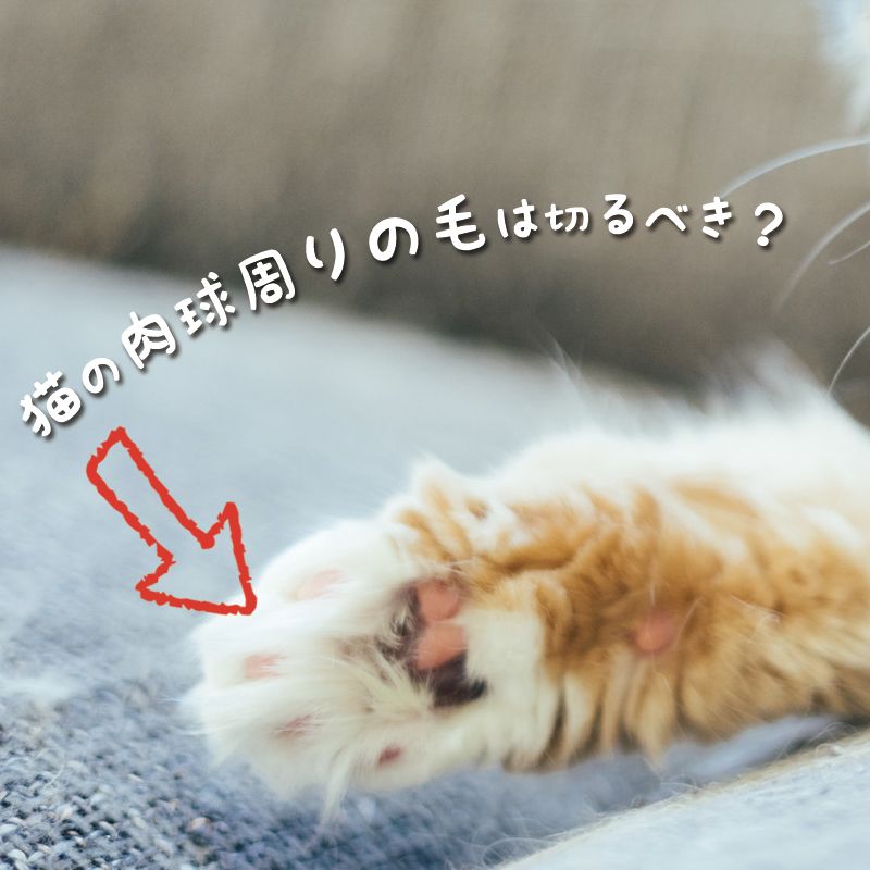 pets_kojima_ec's tweet photo. 猫の肉球ってぷにぷにで可愛いですよね🐈🐾

猫の足の裏には毛が生えていて猫種によっては
毛が伸びるとぷにぷにの肉球に被ってしまうことがあります🤔

本日はお手入れ方法に悩む方も多い『猫の肉球の毛』についてご紹介💡
肉球には大事な役割があるので要チェック❗✅️

https://t.co/K4GsCpnRrM https://t.co/WqIe1hHveN
